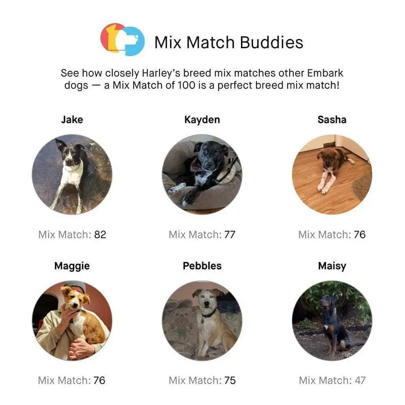 Embark Dog DNA Breed Identification Test Kit With Doggy Relative Finder