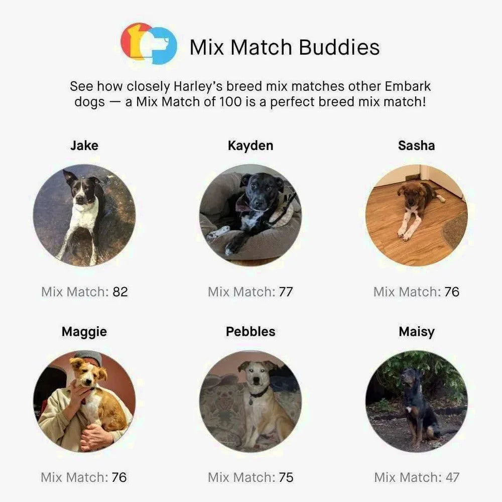 Embark Dog DNA Test Breed Identification Kit
