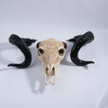Xavier Bone-Inspired Bull Head Hanging Ornament in Resin Craft