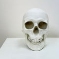 Skull, Human