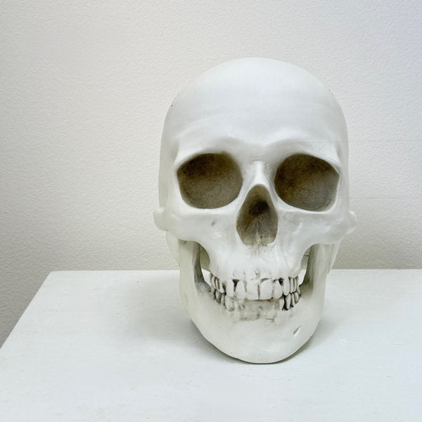 Skull, Human